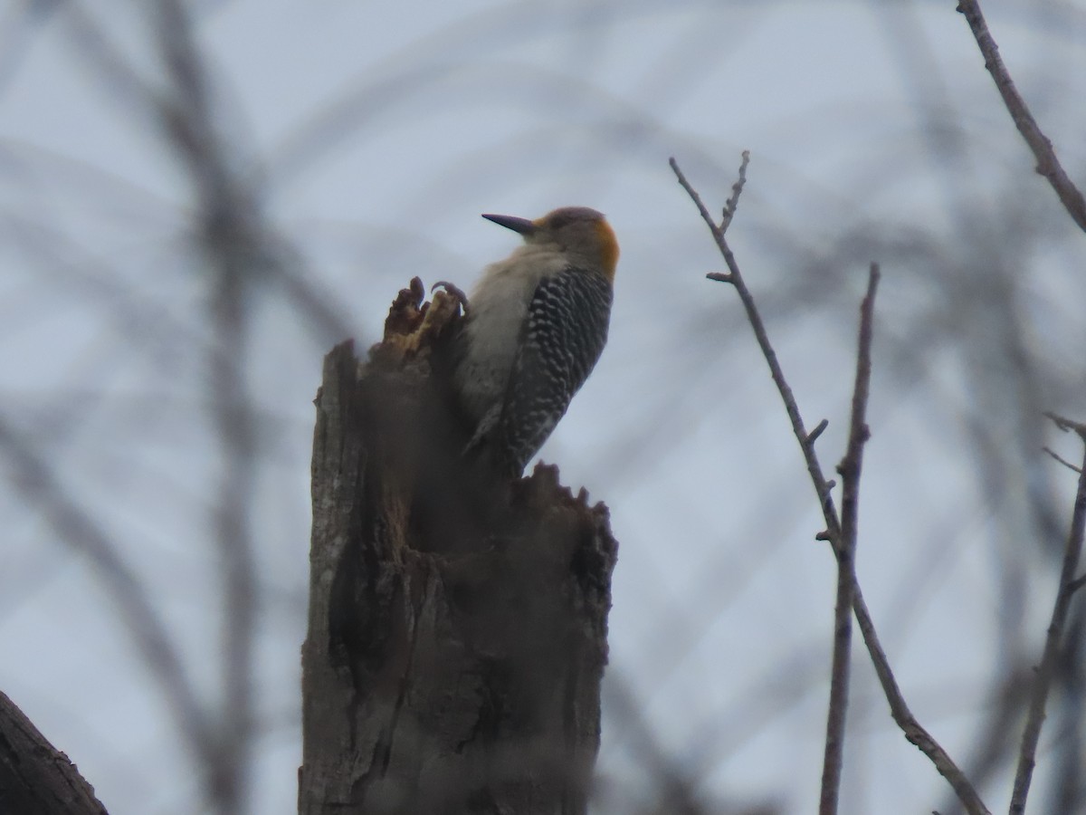 Golden-fronted Woodpecker - Maia Ginsburg