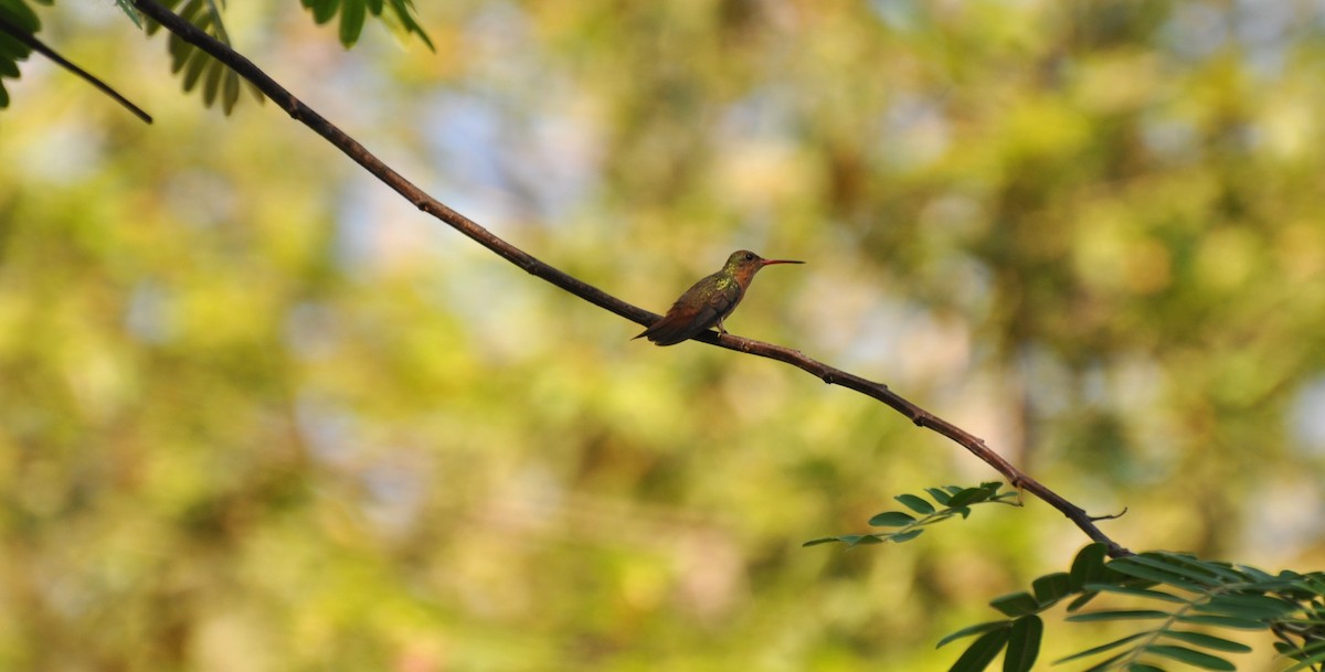 Cinnamon Hummingbird - Michael Rehman