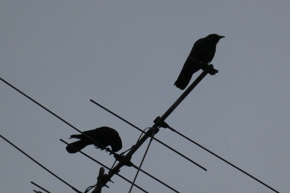 crow sp. - Anonymous