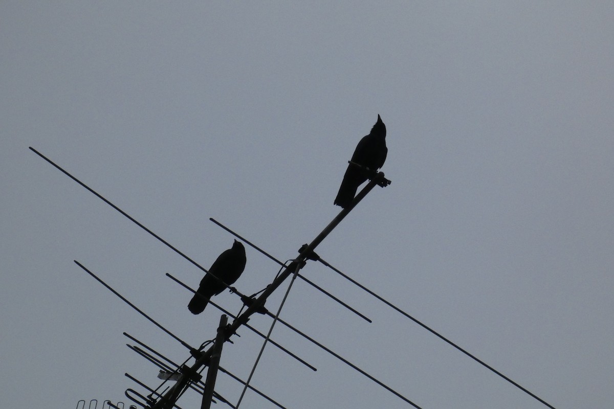 crow sp. - Anonymous