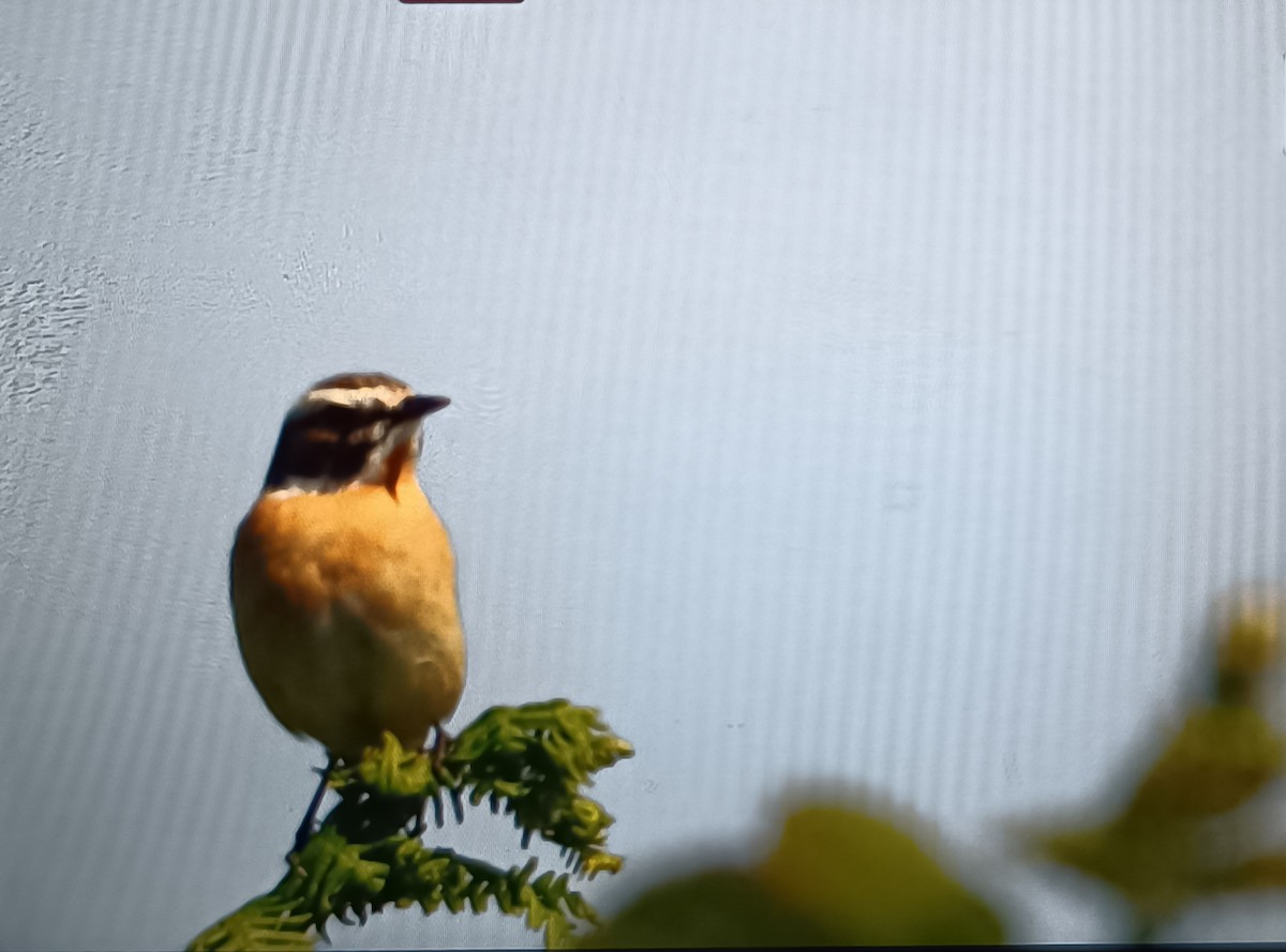 Whinchat - ML618109096