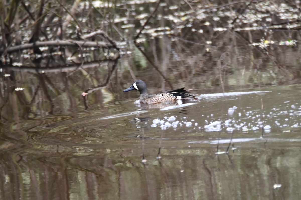 Blue-winged Teal - ML618109140