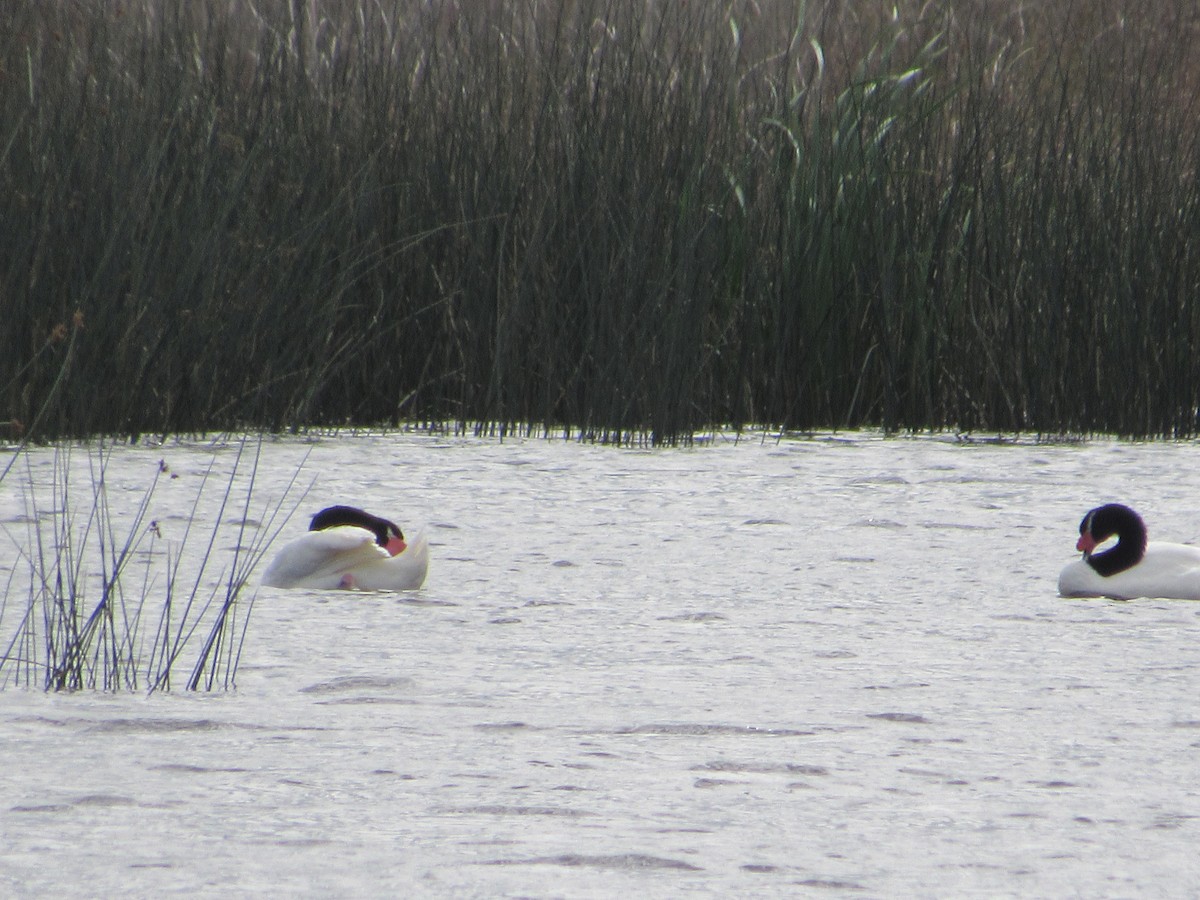 Black-necked Swan - ML618109171