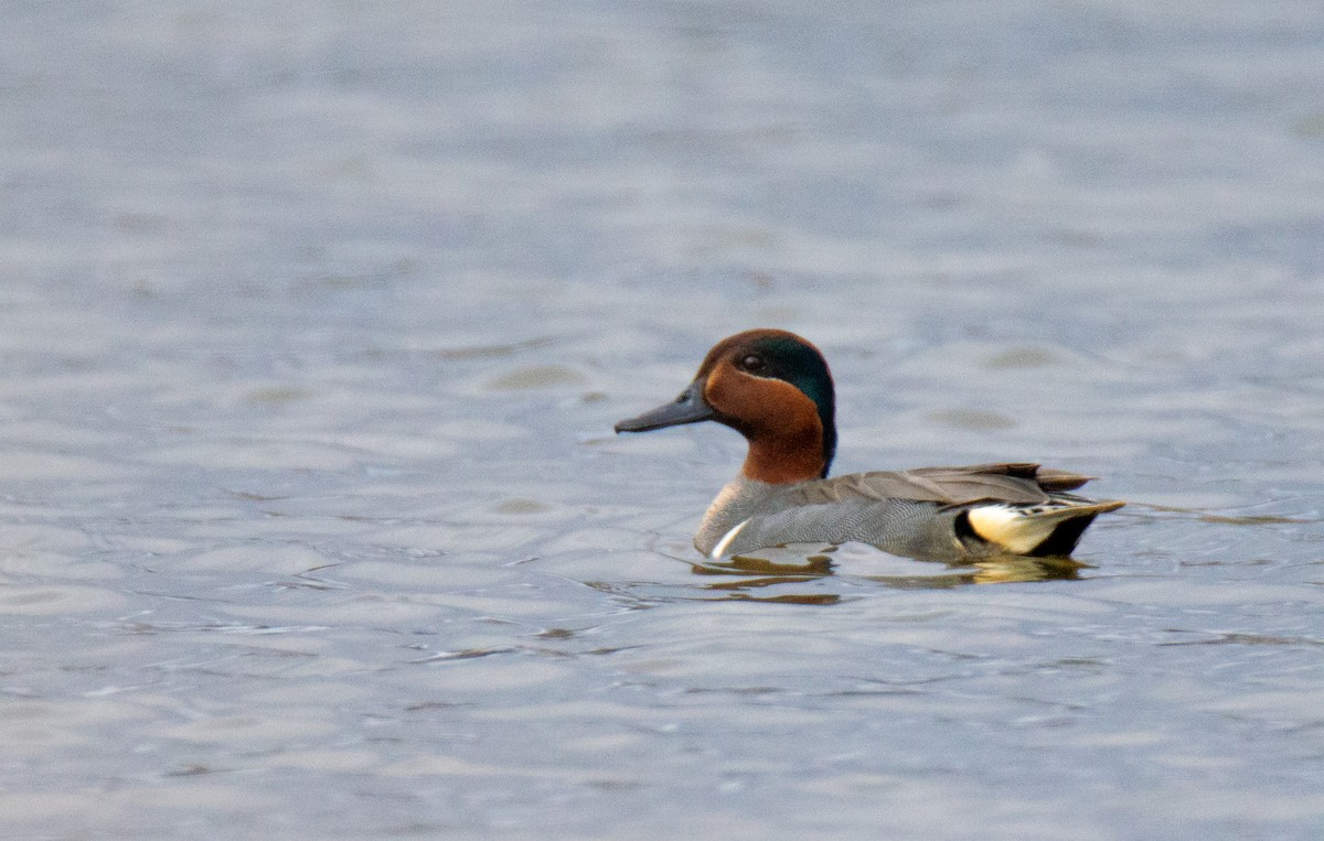 Green-winged Teal - ML618109191