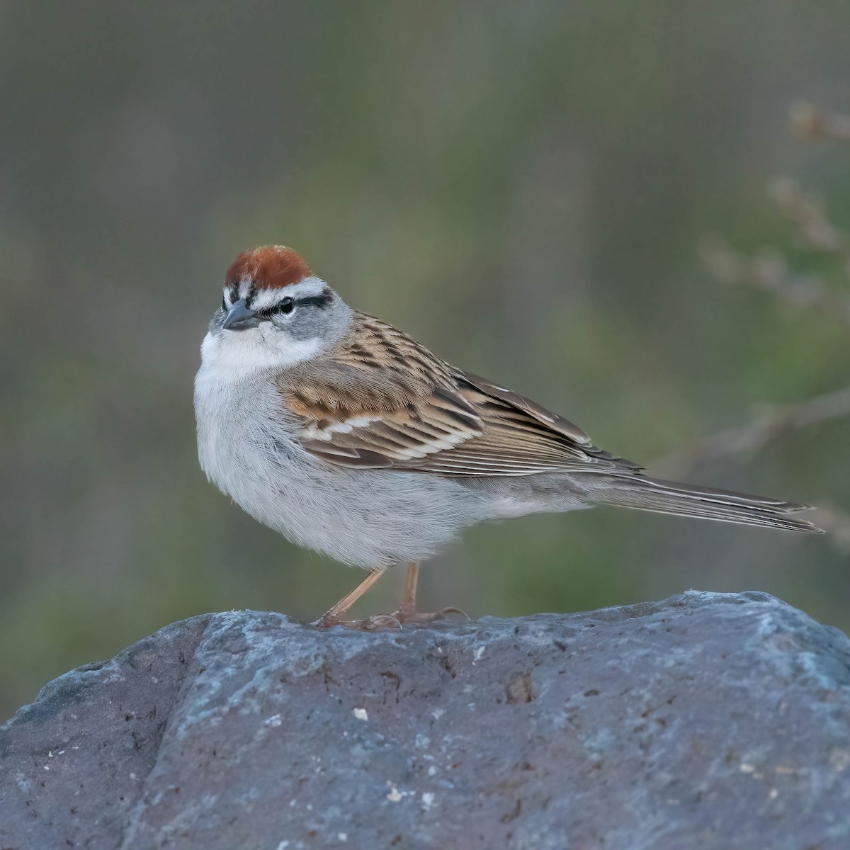 Chipping Sparrow - ML618109238