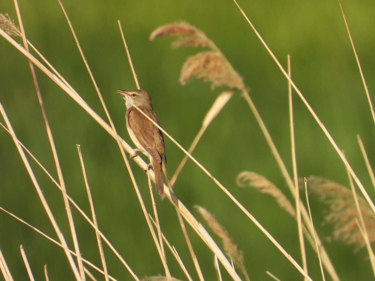 Great Reed Warbler - ML618109255