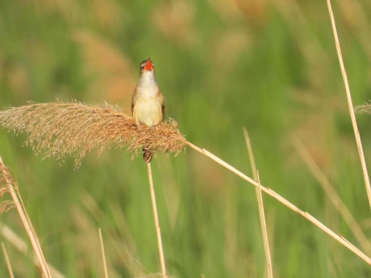 Great Reed Warbler - Danka Jaksic