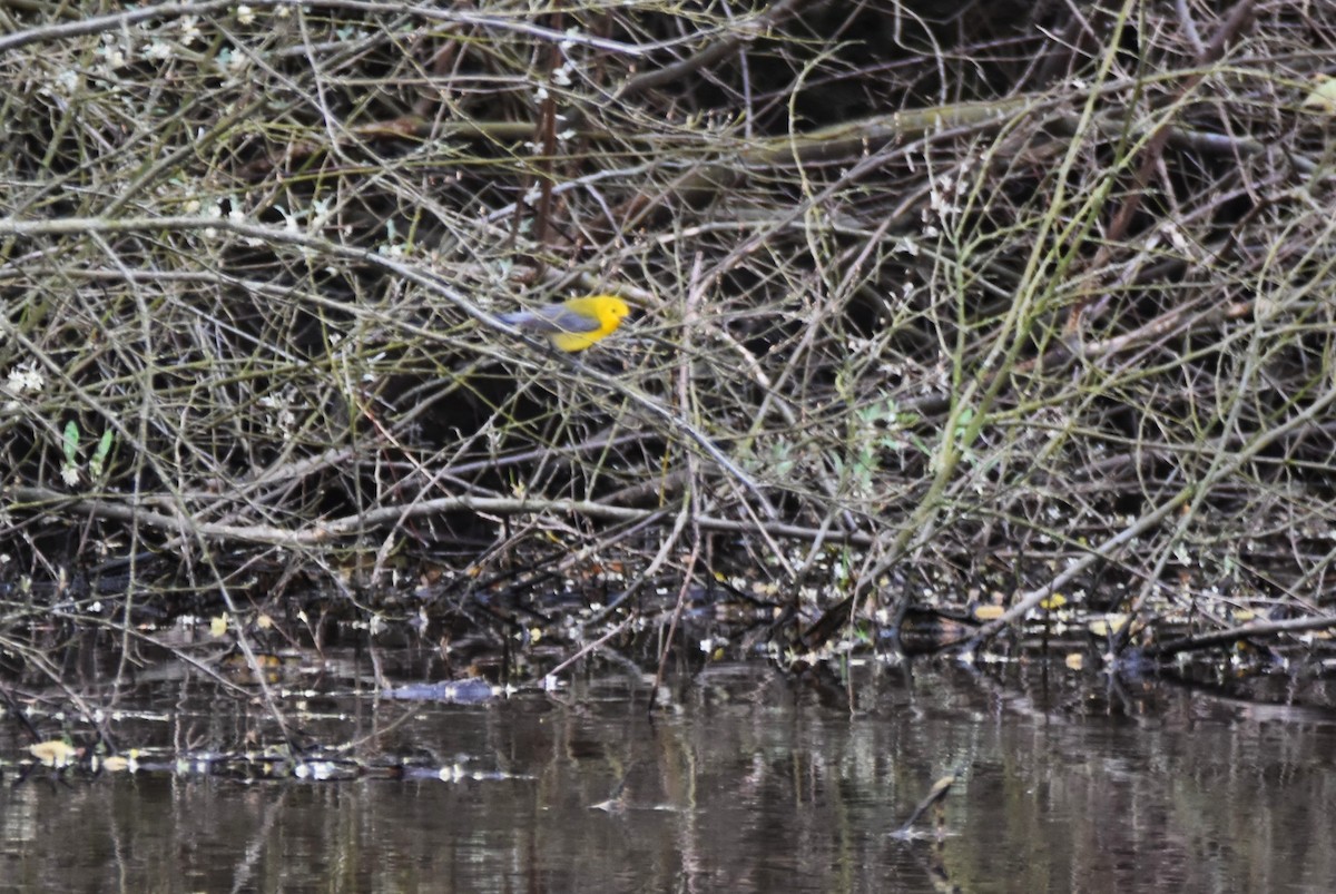 Prothonotary Warbler - ML618109330