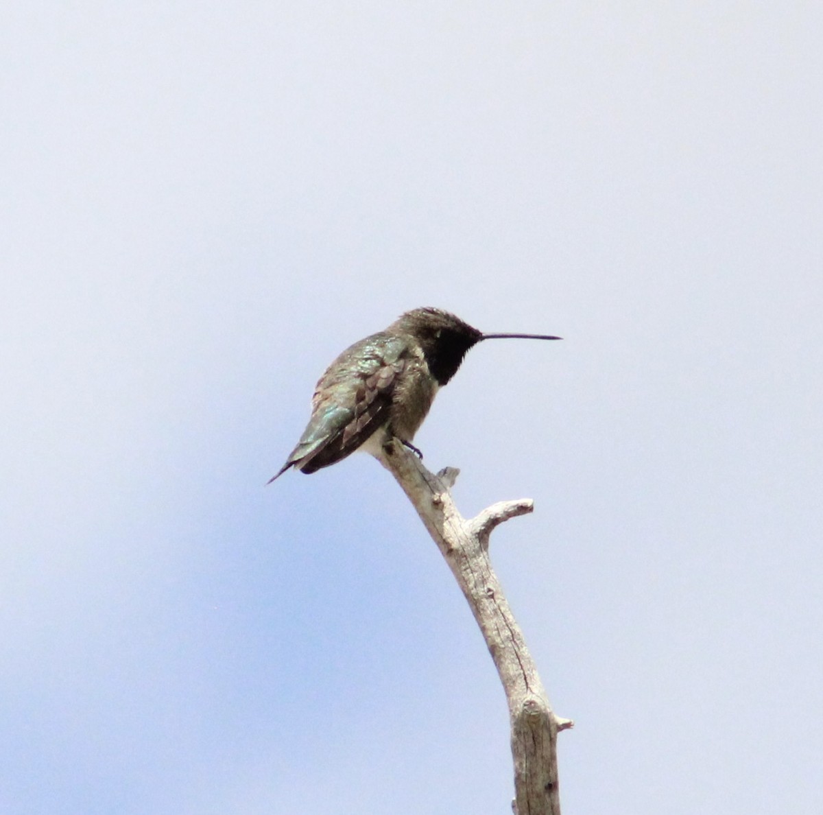 Black-chinned Hummingbird - ML618109332