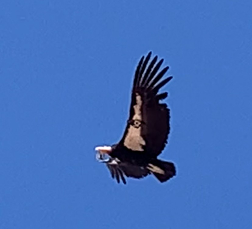 Condor de Californie - ML618109348