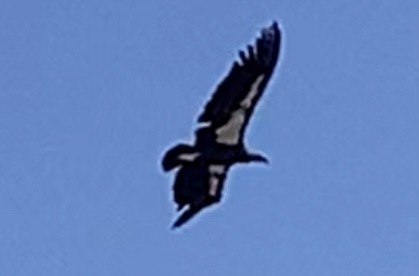 Condor de Californie - ML618109350