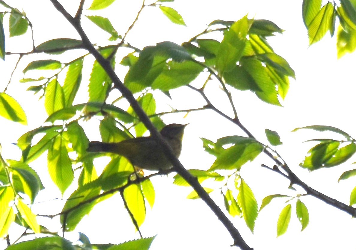 Palm Warbler - irina shulgina