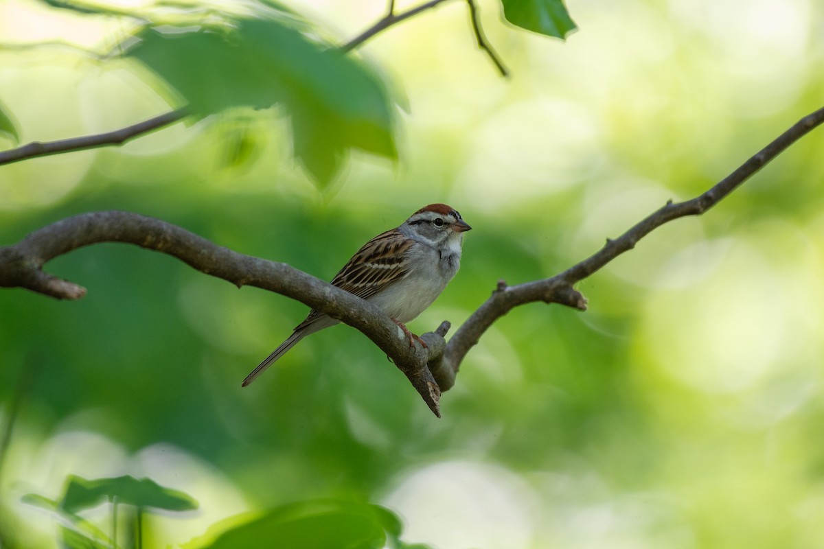 Chipping Sparrow - ML618109393