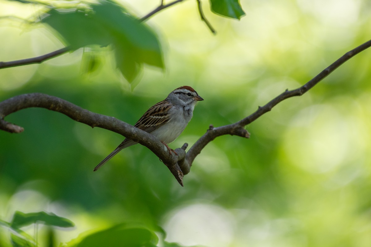 Chipping Sparrow - ML618109394