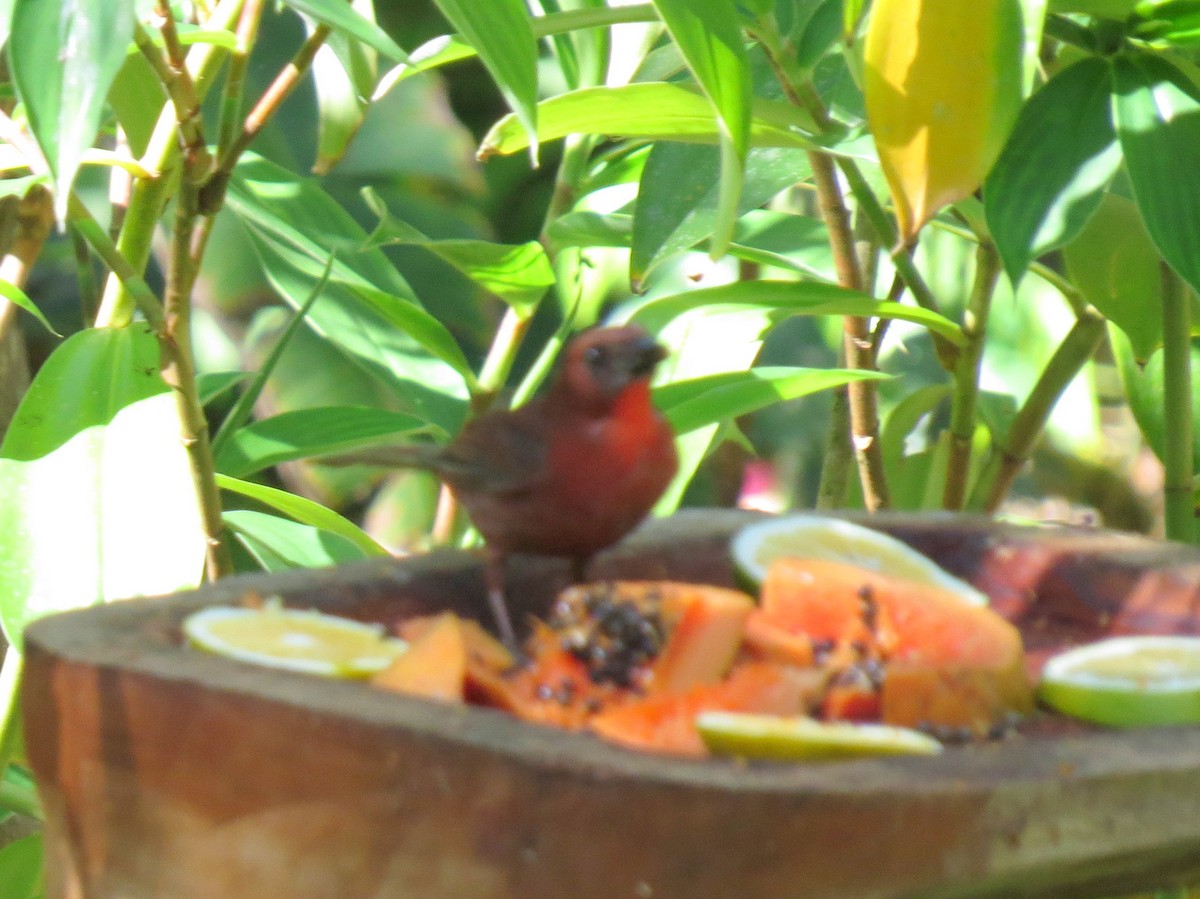 Red-throated Ant-Tanager - ML618109397