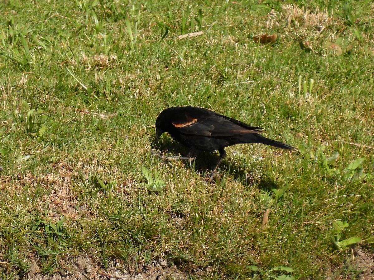 Red-winged Blackbird - Martha Wild