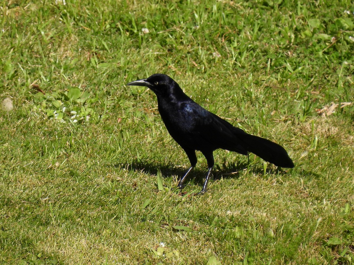 Great-tailed Grackle - Martha Wild