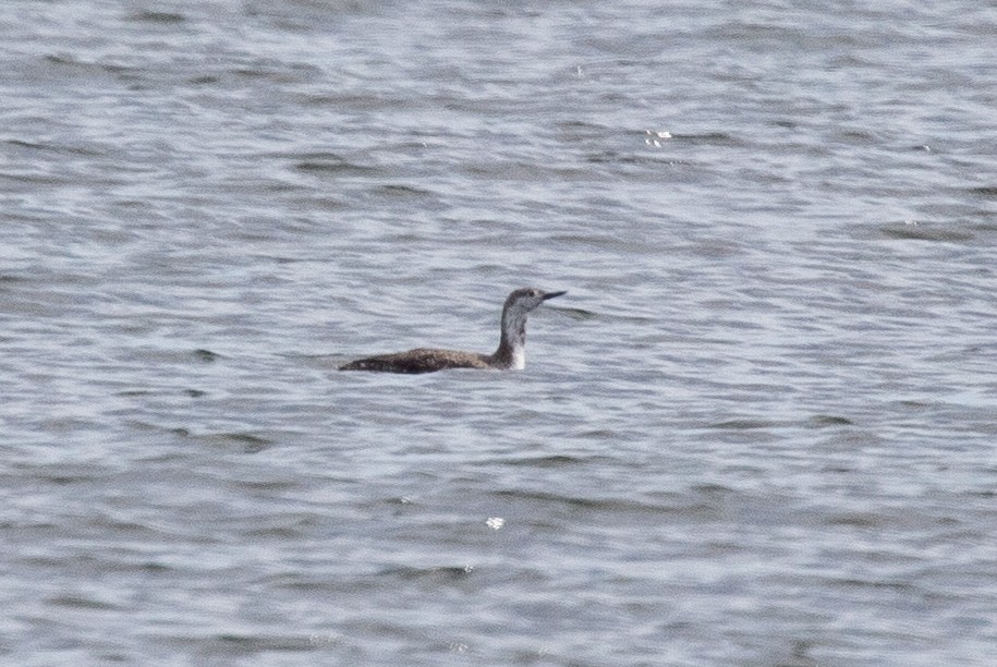 Red-throated Loon - ML618109440