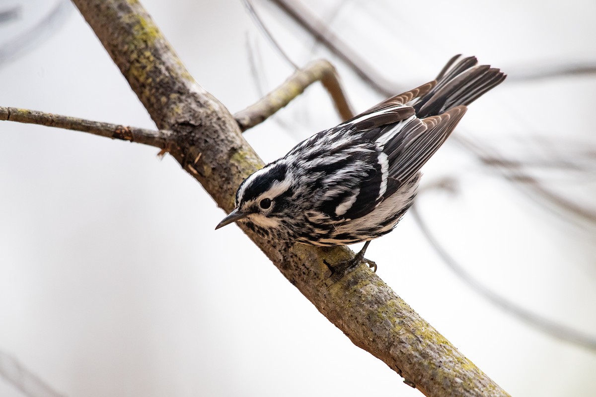 Black-and-white Warbler - ML618109461