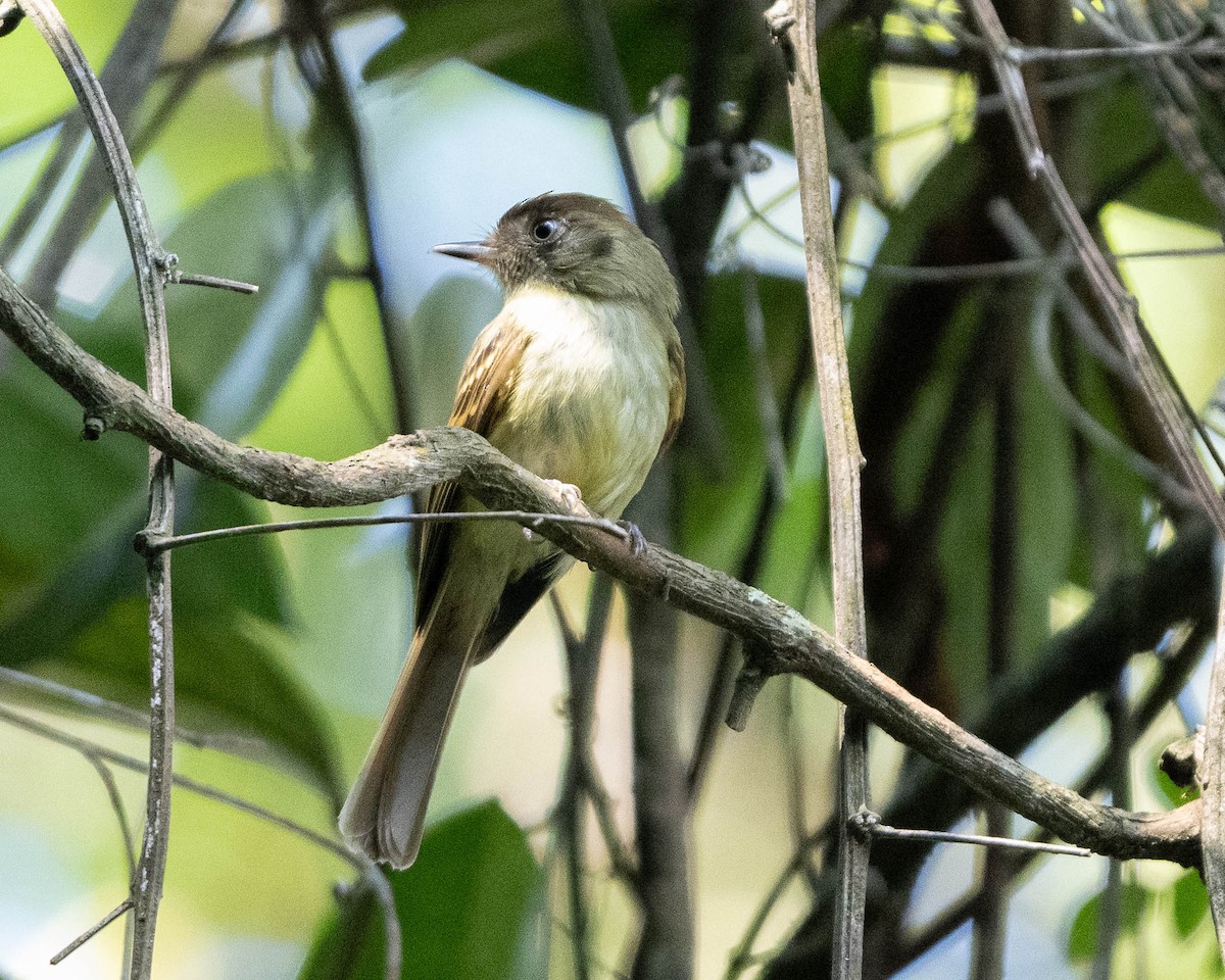 Sepia-capped Flycatcher - ML618109465