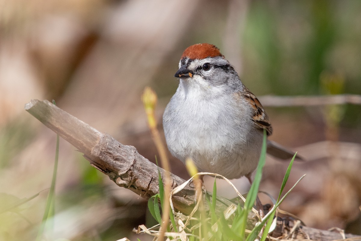 Chipping Sparrow - ML618109492