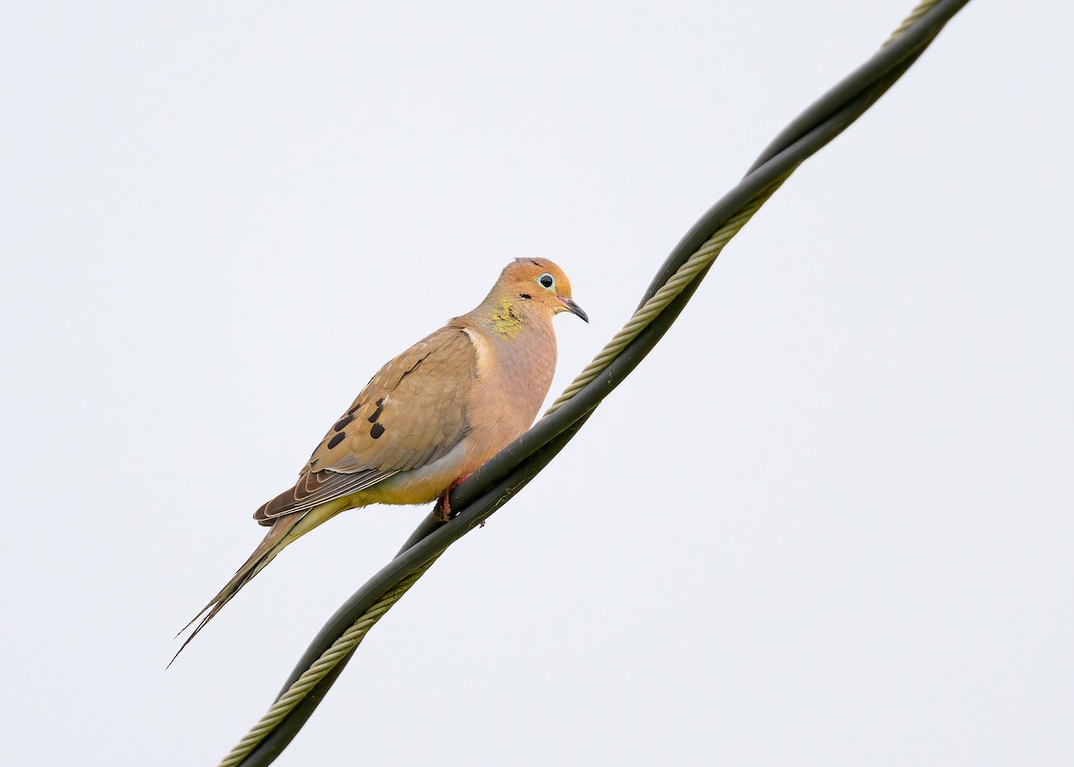 Mourning Dove - Charles Mills