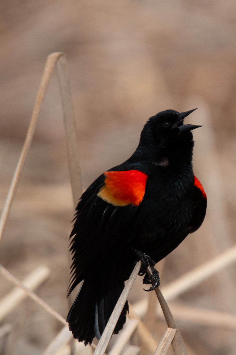 Red-winged Blackbird - ML618109503