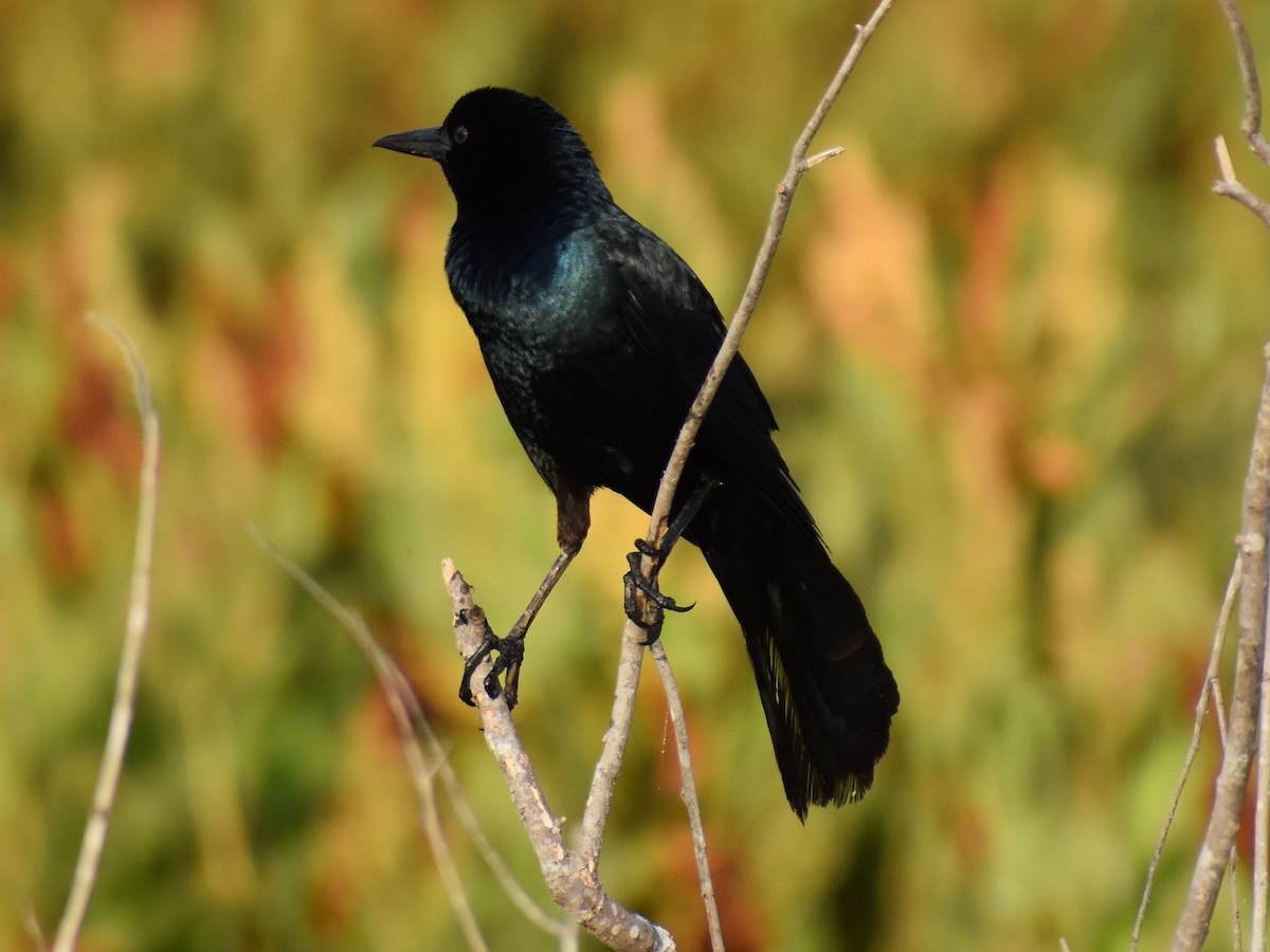 Boat-tailed Grackle - ML618109526
