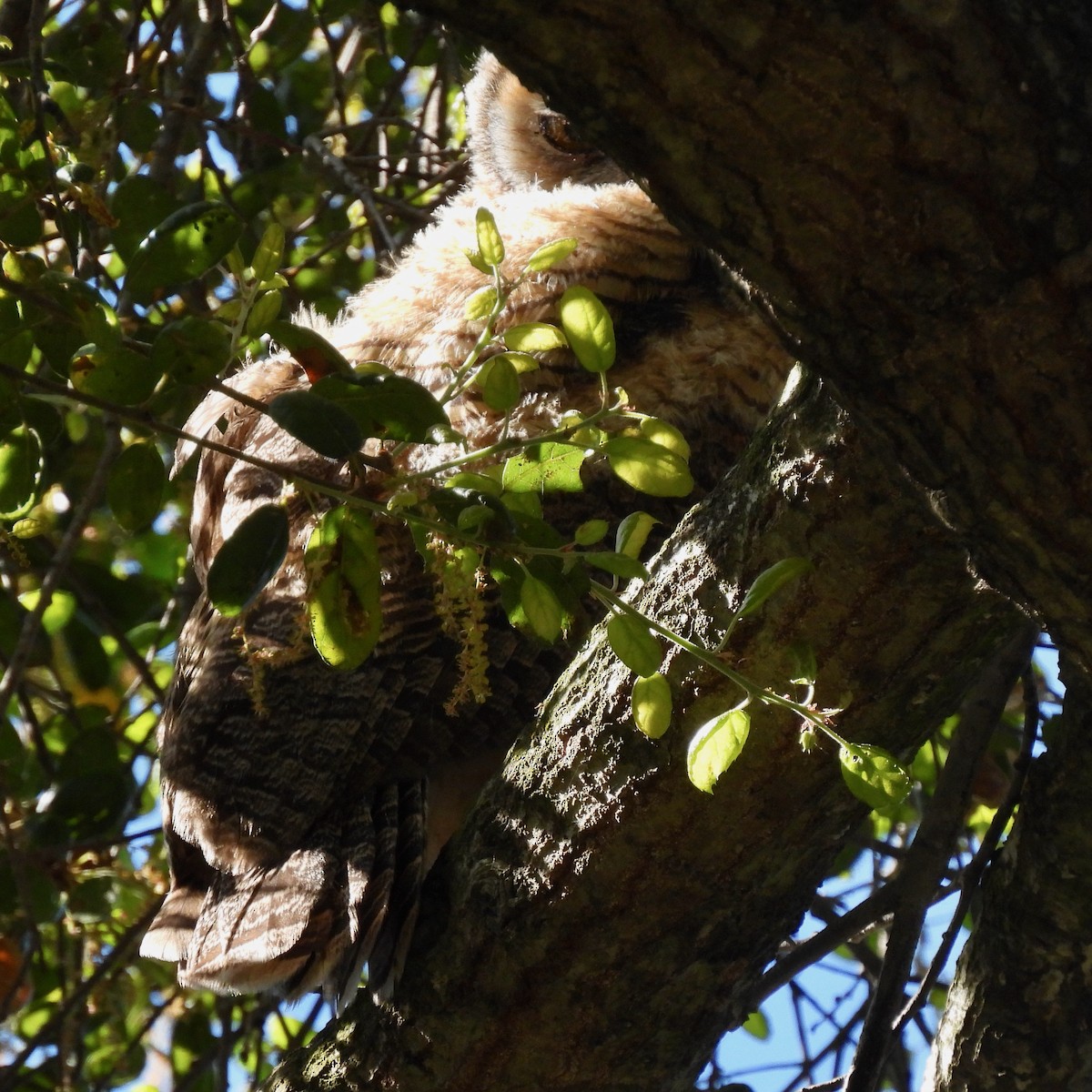 Great Horned Owl - Martha Wild