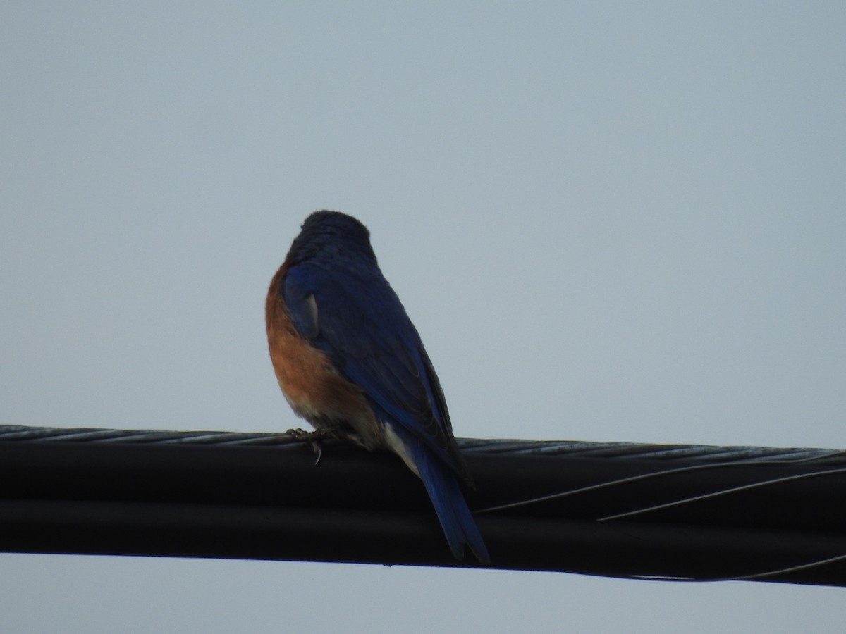 Eastern Bluebird - Robin Feustel