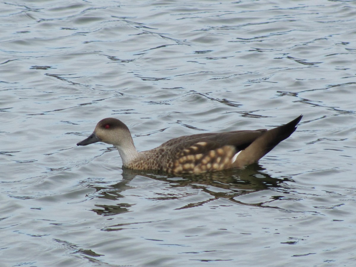 Crested Duck - ML618109573