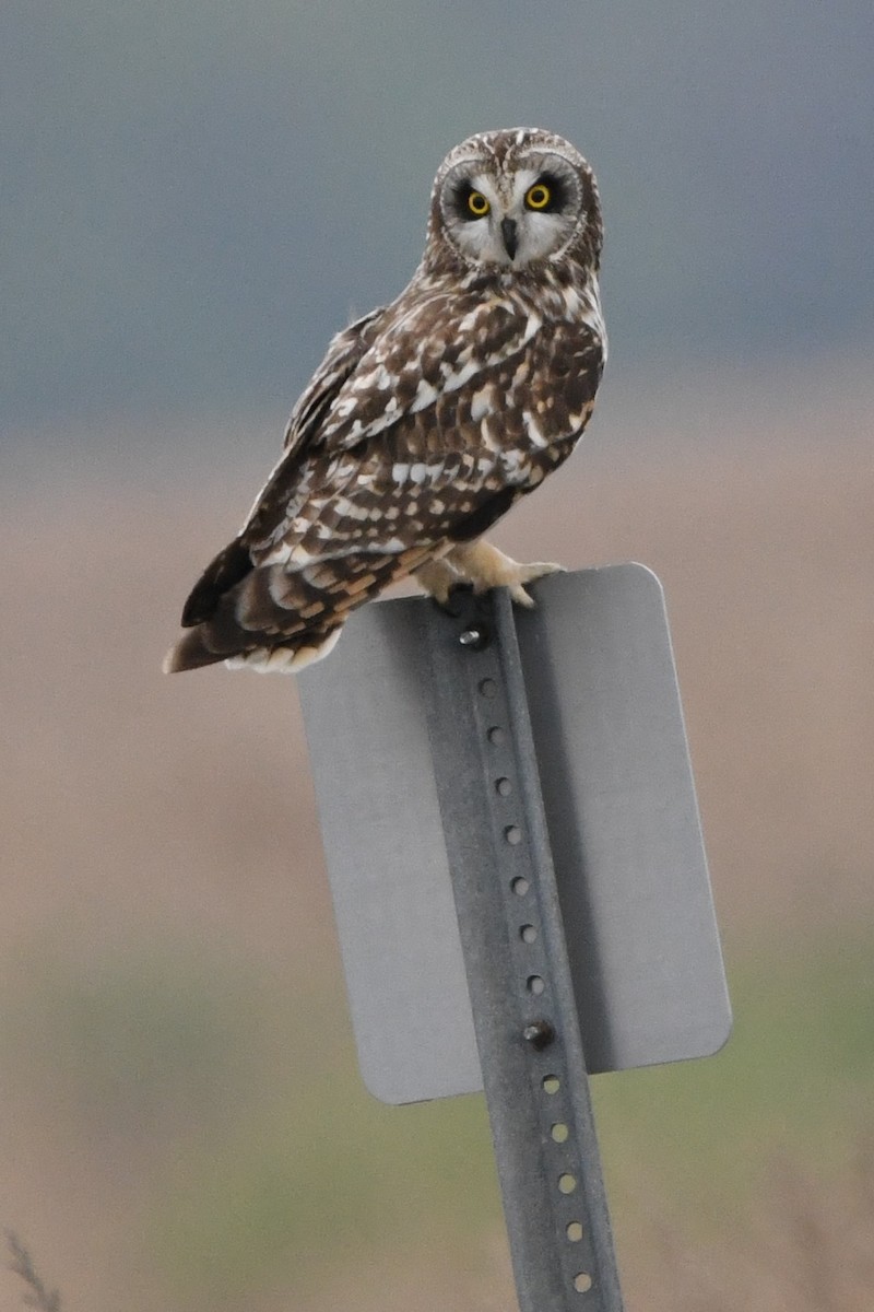 Short-eared Owl (Northern) - ML618109577