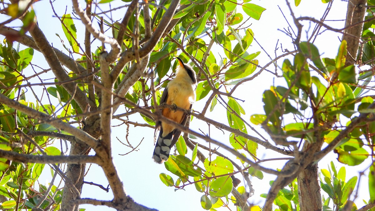 Mangrove Cuckoo - ML618109579