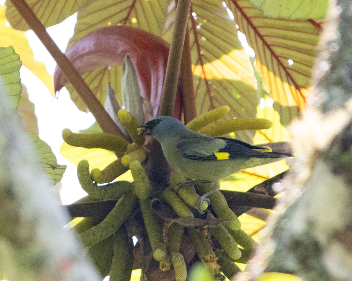 Yellow-winged Tanager - Anthony Kaduck