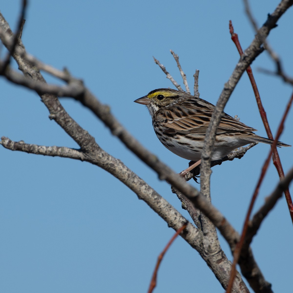 Savannah Sparrow - ML618109598