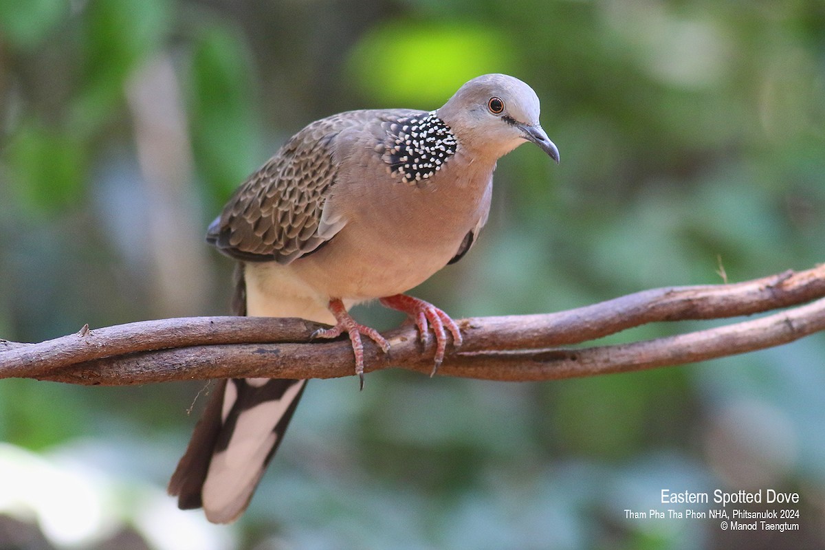 Spotted Dove (Eastern) - Manod Taengtum