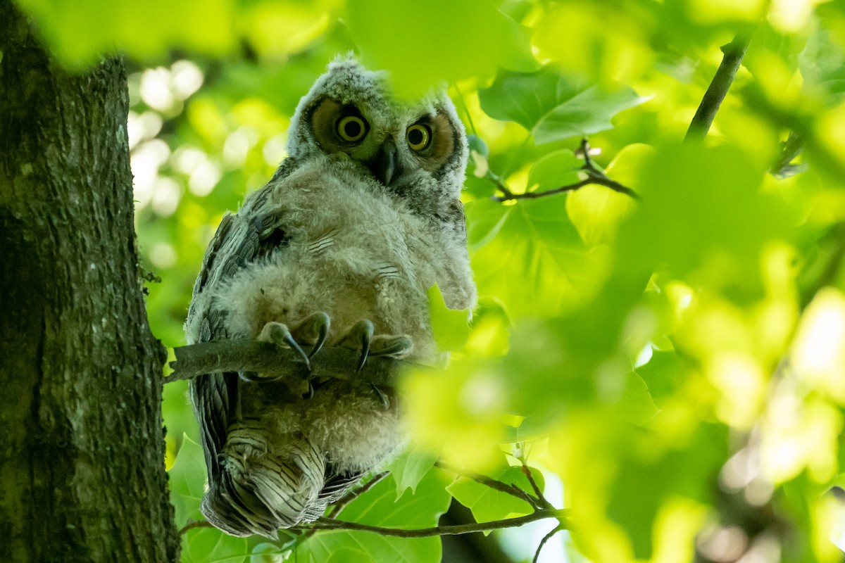 Great Horned Owl - ML618109605