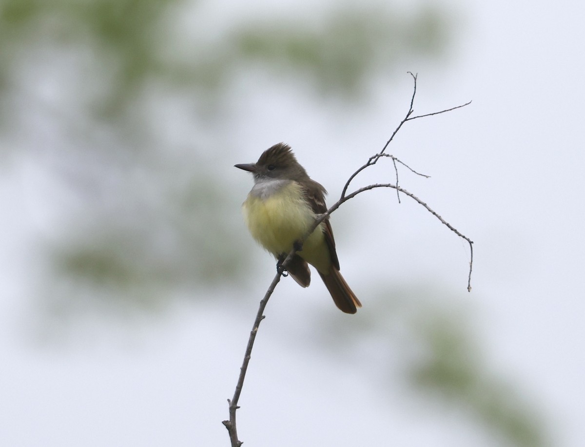 Great Crested Flycatcher - ML618109639