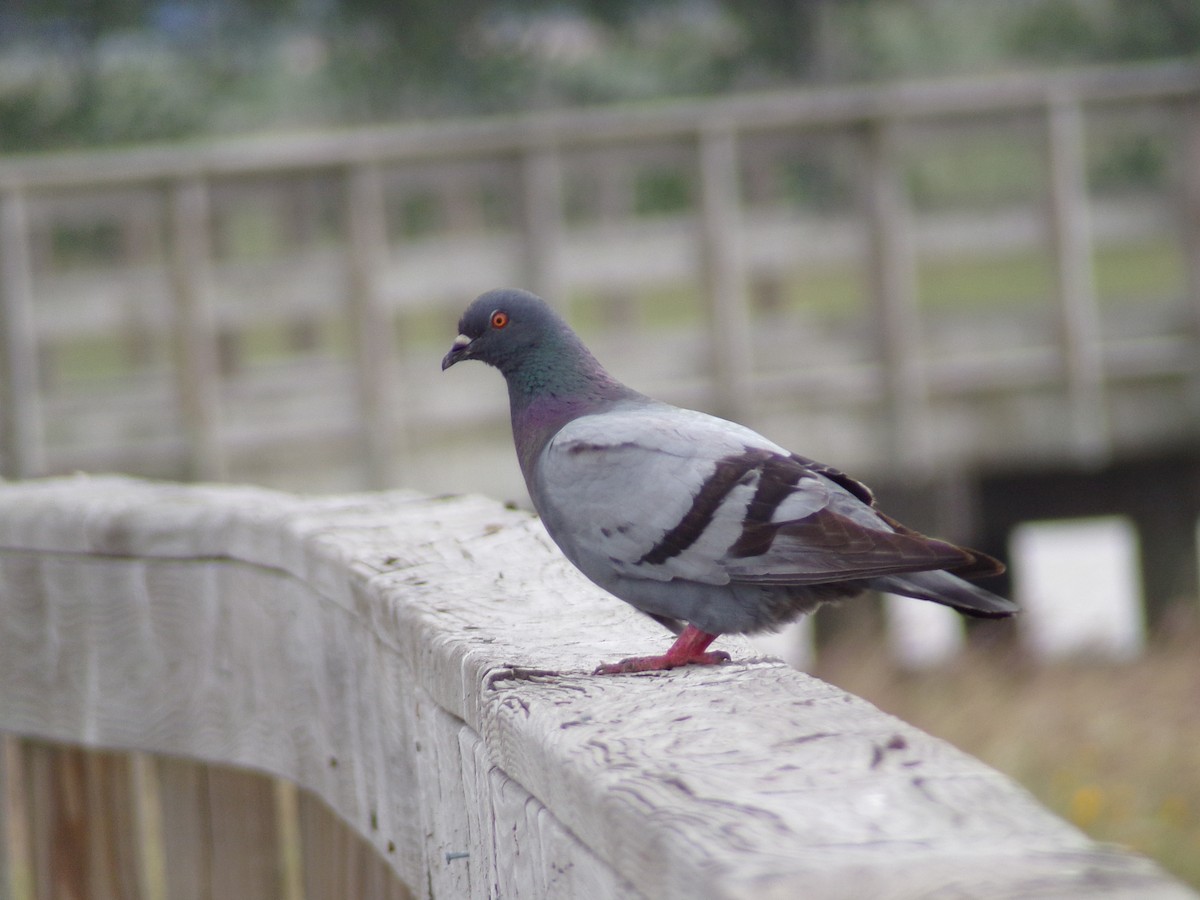 Rock Pigeon (Feral Pigeon) - Texas Bird Family