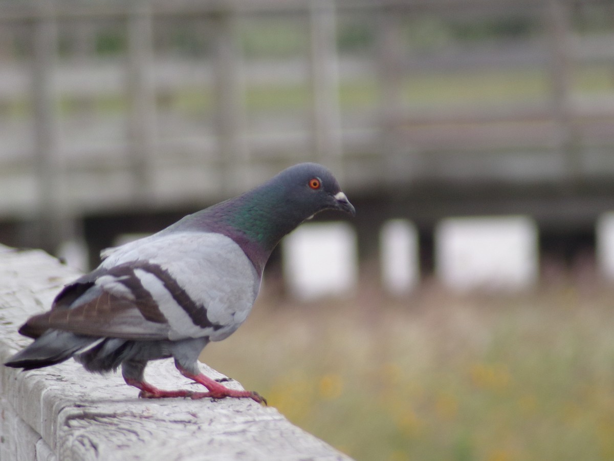 Pigeon biset (forme domestique) - ML618109646