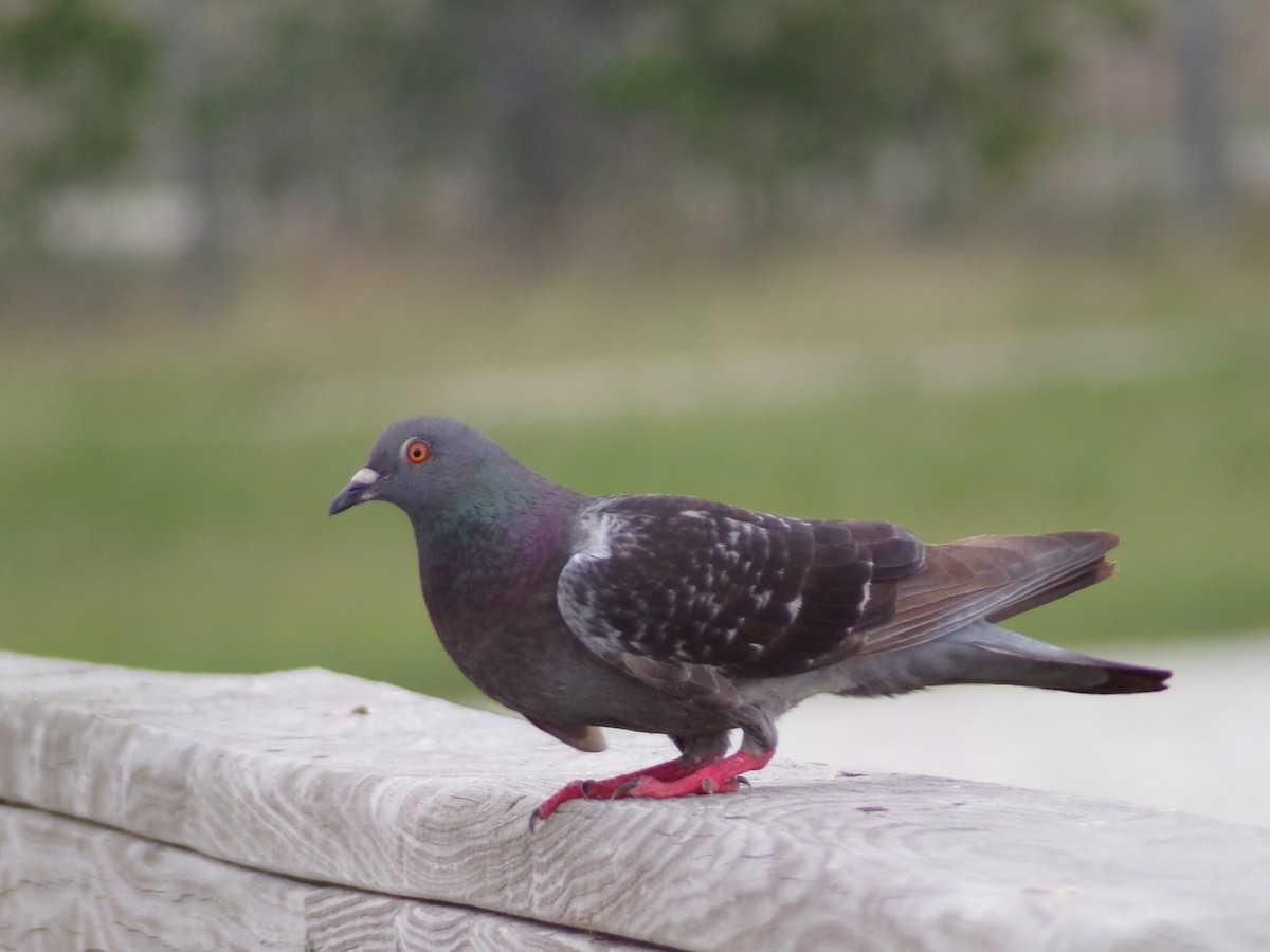 Pigeon biset (forme domestique) - ML618109648