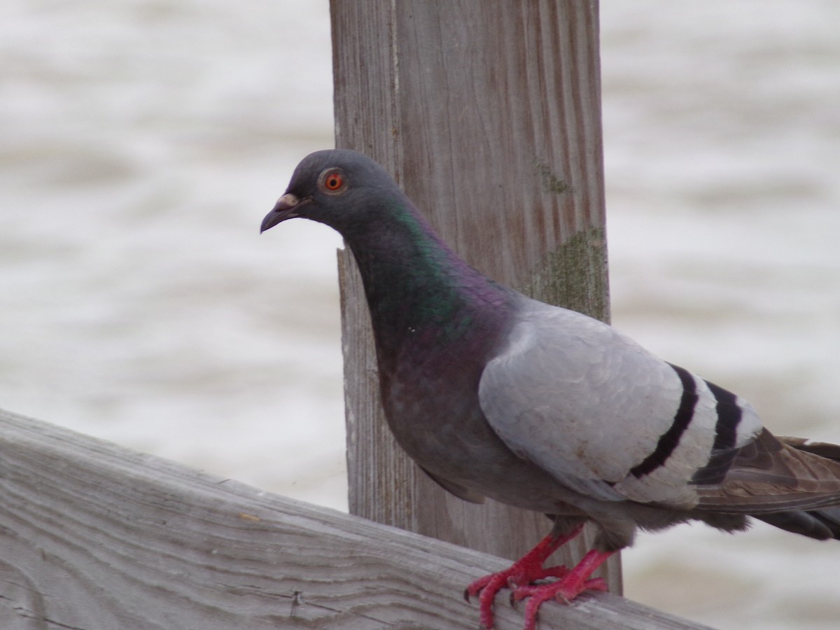 Pigeon biset (forme domestique) - ML618109657