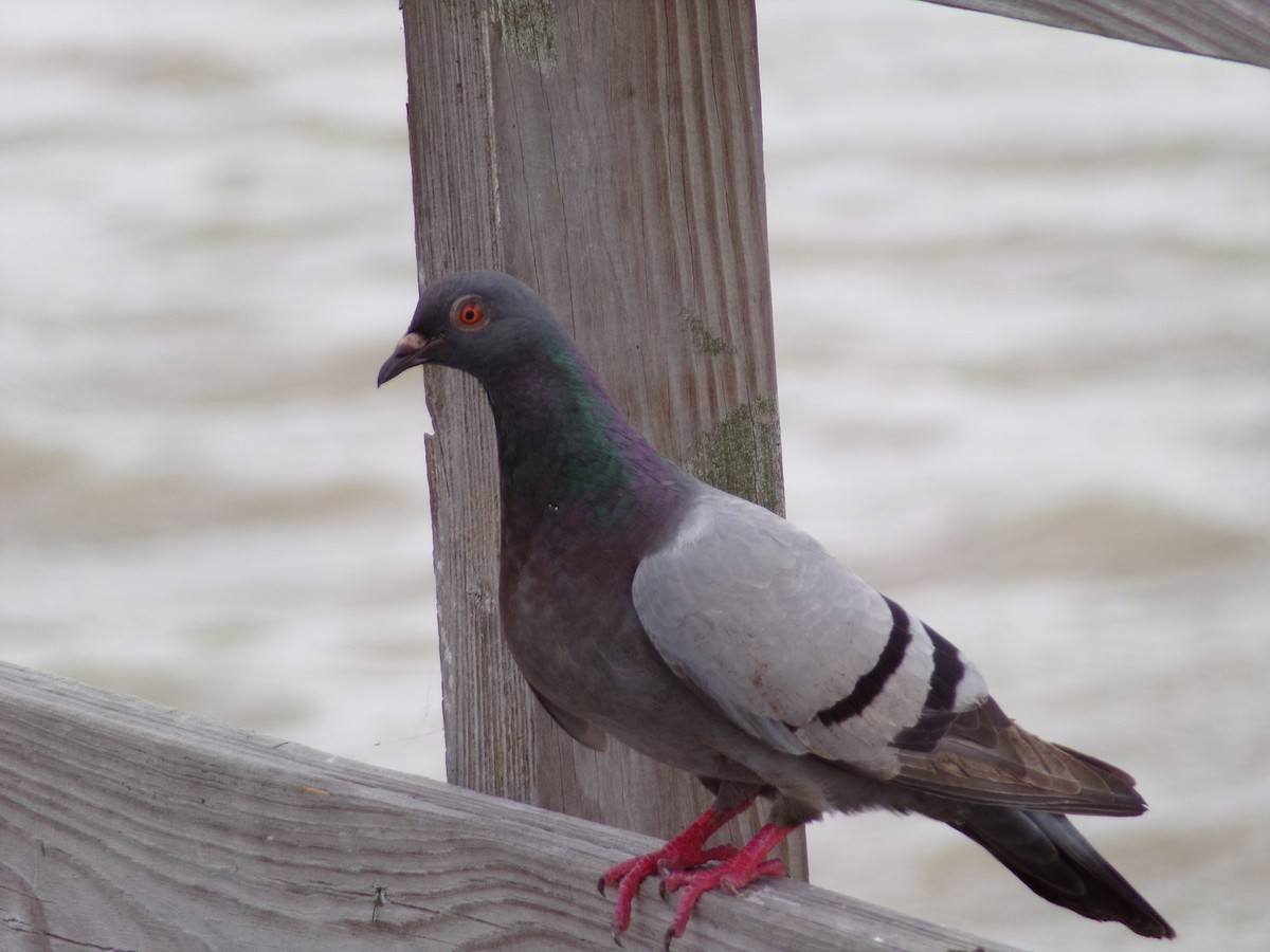 Pigeon biset (forme domestique) - ML618109658