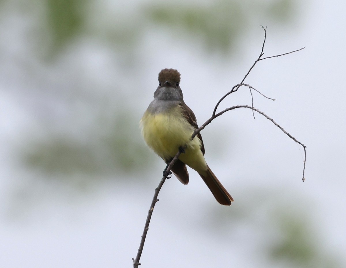 Great Crested Flycatcher - ML618109670
