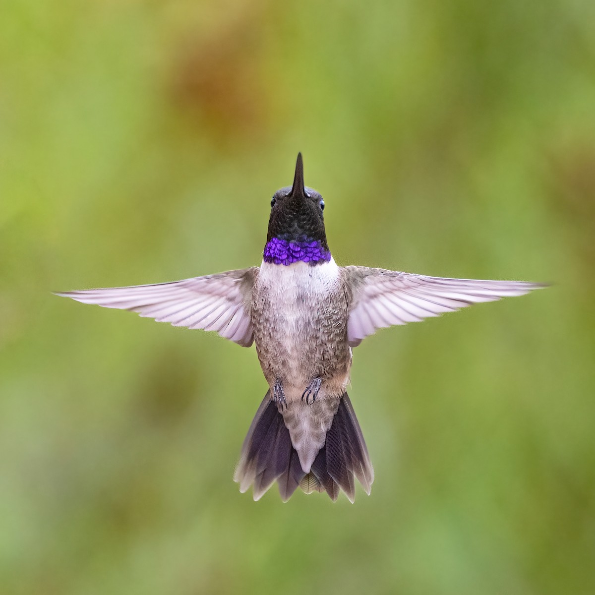 Black-chinned Hummingbird - ML618109711