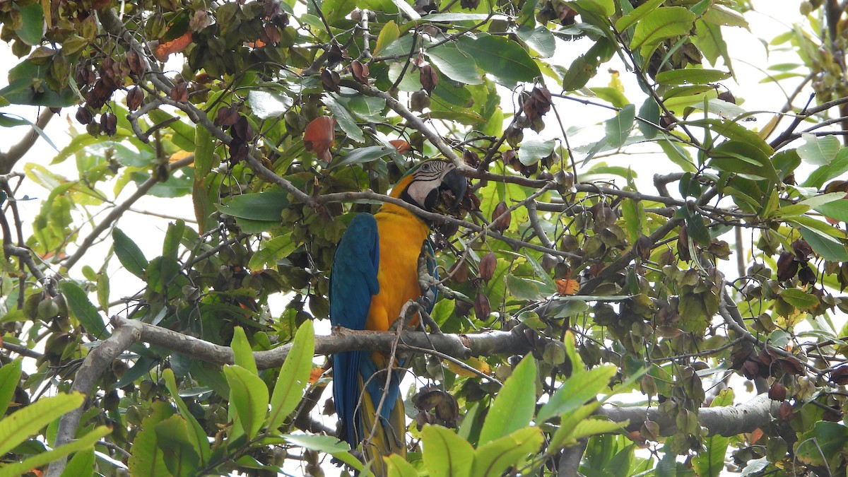 Blue-and-yellow Macaw - ML618109712