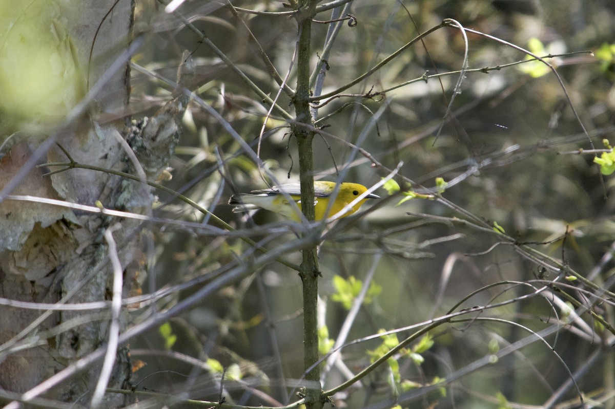 Prothonotary Warbler - ML618109755