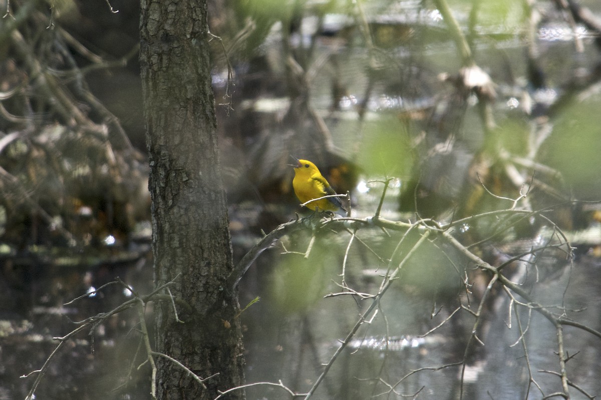 Prothonotary Warbler - ML618109756