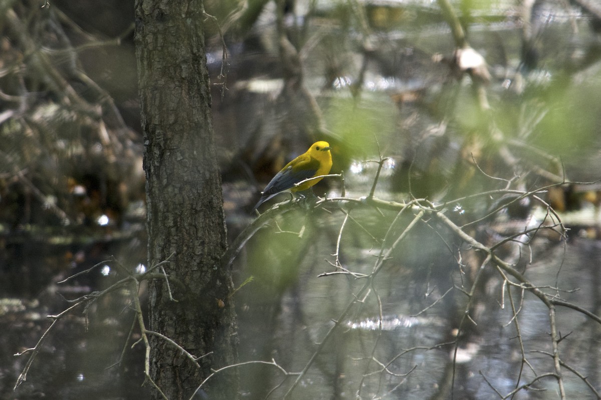 Prothonotary Warbler - ML618109757