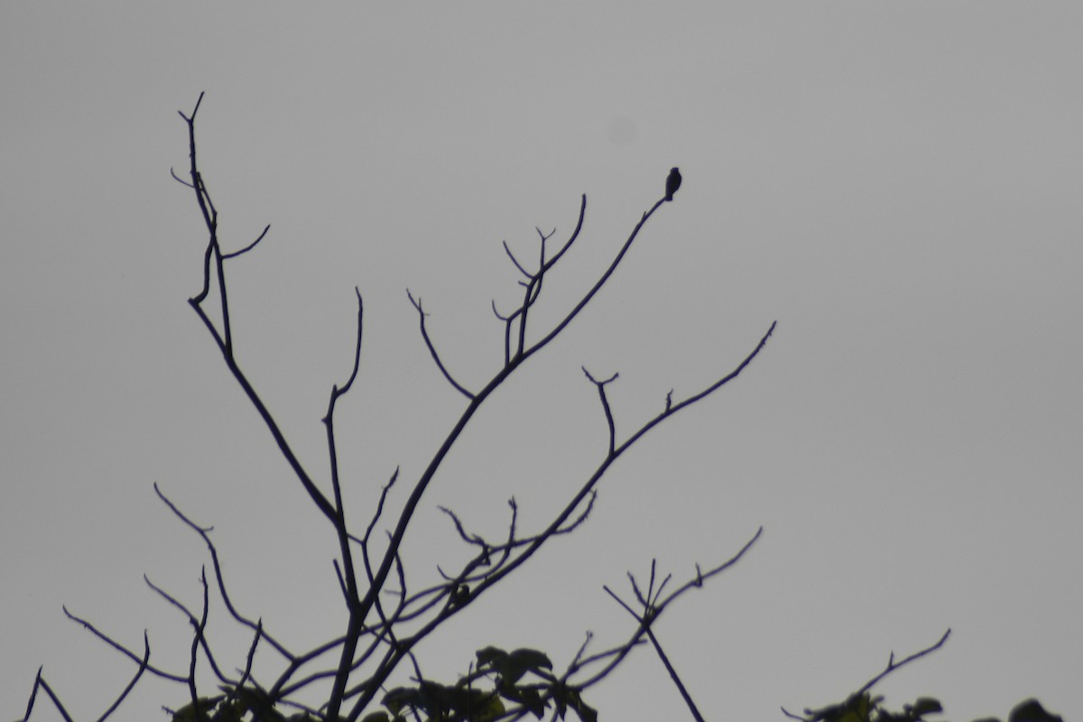 Swallow-winged Puffbird - ML618109769